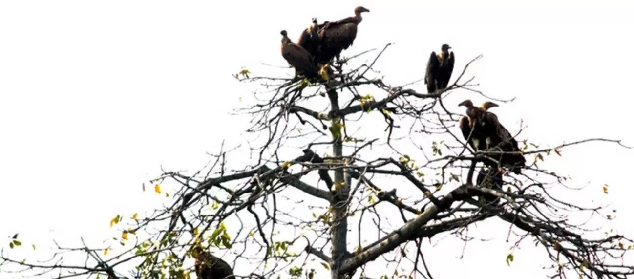 सिमल नासिएसँगै वातावरणमा असर